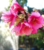 春はピンク色から始まる季節